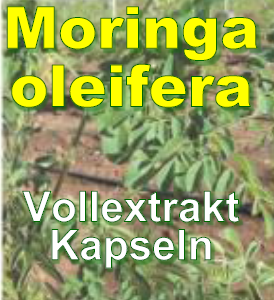 Moringa oleifera